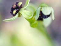 Ophrys bombyliflora