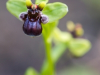 Ophrys bombyliflora