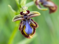 Ophrys speculum