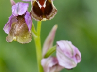 Ophrys tenthredinifera