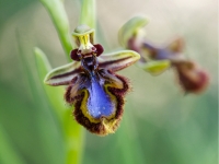Ophrys speculum
