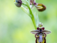 Ophrys speculum