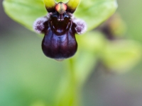 Ophrys bombyliflora