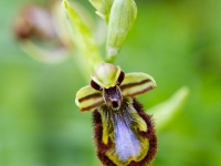 Ophrys speculum