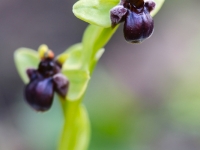 Ophrys bombyliflora