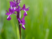Orchis laxiflora