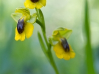 Ophrys lutea