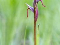 Serapias strictiflora