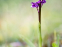 Orchis champagnenxii