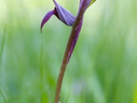 Serapias strictiflora
