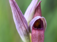 Serapias strictiflora