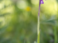 Orchis champagnenxii