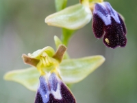 Ophrys fusca