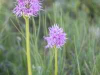 Orchis italica