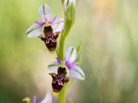 Ophrys scolopax