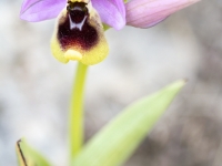 Ophrys tenthredinifera