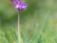 Orchis olbiensis