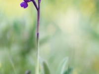 Orchis champagnenxii