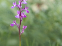 Orchis olbiensis