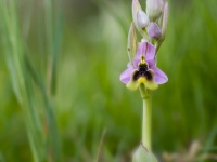 Ophrys tenthredinifera