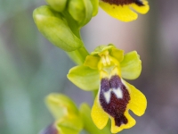 Ophrys lutea sp. quarteirae