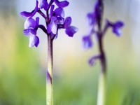 pareja-de-champagneuxii-2021