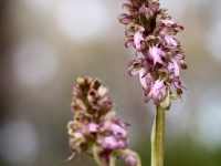 Hymatoglosum robertiano