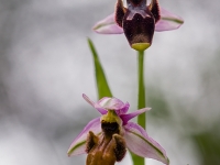 Ophrys scolopax