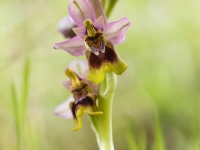 Ophrys tenthredinifera