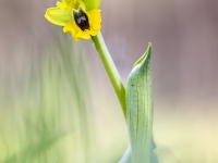 Ophrys lutea