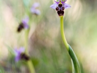 Ophrys scolopax