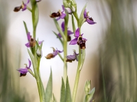 Esplendor en la hierba