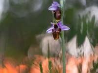 Ophrys scolopax