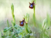 Ophrys speculum