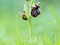 Ophrys speculum
