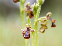 Speculum tras la lluvia