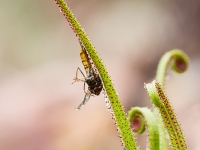 Drosophylum lusitanicum