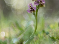 Ophrys tenthedinifera