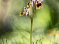 Ophrys tenthredinifera