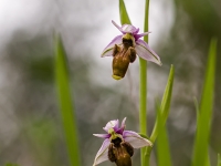 Ophrys scolopax