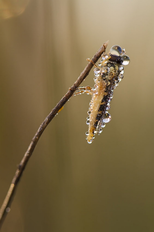 cernidora-congelada-corregida