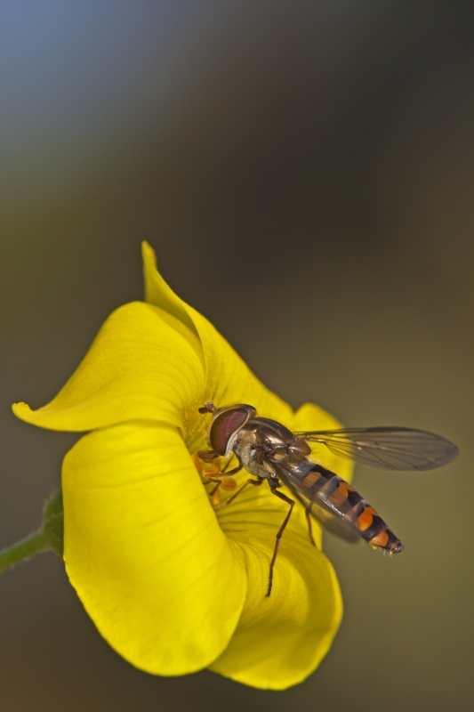 cernidora-en-flor-amarilla
