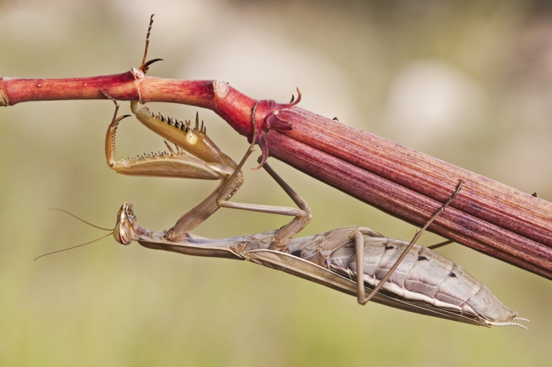 mantis-religiosa-alcornocales