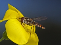 Cernidora en flor amarilla