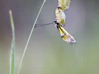 Libelloides baeticus en brisa maxma