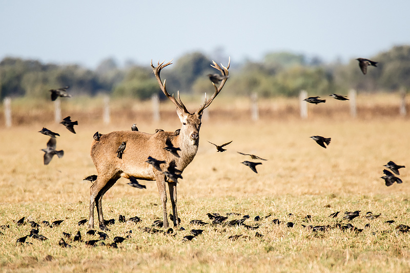 Estacion de limpieza