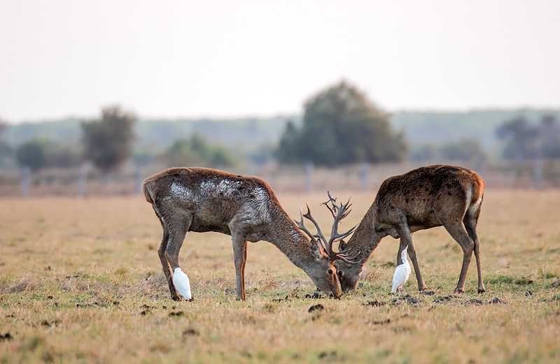 Pareja de ciervos
