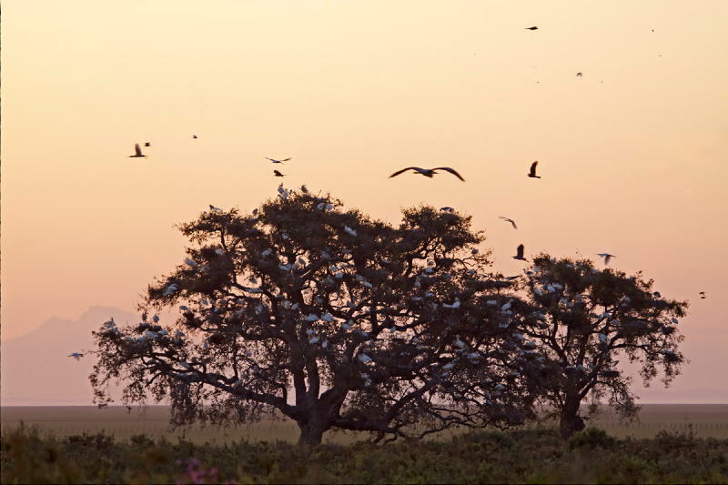Despertar de la pajarera