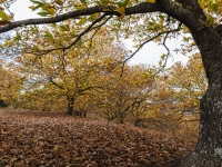 Primavera de cobre 2022