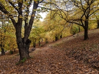 Primavera de cobre 2022